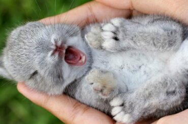 Funny And Cute Baby Bunny Rabbit Videos Compilation (2020) - Relax in Life