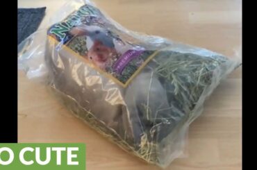 Did anyone order a bag of cute bunny?