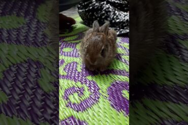Indian Forest Baby Rabbit | Cute Baby Rabbit | Cute Bunny | Pets | Pinkie