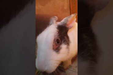cute bunny video /must watch #bunnulifestyle#chikuthebunny #shorts #bunny#chiku
