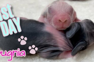 Newborn Baby Bunnies - Day1 / Cute Baby Rabbit Sounds