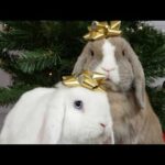 My Bunnies Praying for everything | Cute Rabbits Cute Bunny Funny Video Compilation