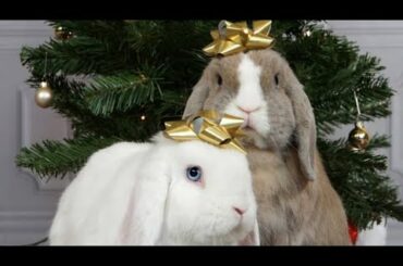 My Bunnies Praying for everything | Cute Rabbits Cute Bunny Funny Video Compilation