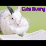 Cute bunny rabbit videos With Eyeglasses. Rabbite Resting A pot with a plant Funny