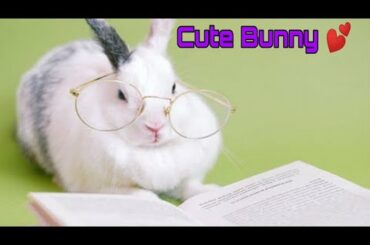 Cute bunny rabbit videos With Eyeglasses. Rabbite Resting A pot with a plant Funny