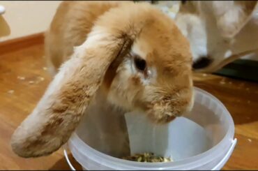 Funny and Cute Baby Bunny Rabbit Chuchu in the morning with two labradors