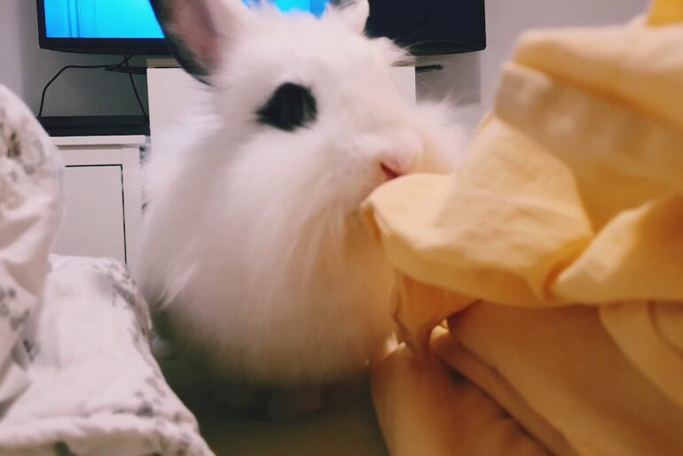 Cute bunny saying hello