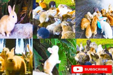 Bunny Rabbit Island Japan | Cute Baby Bunny Rabbit Videos | Proper Rabbit Farm | Wild animals usa