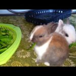 Cute Bunny||My Cute Bunnies Eating Spinach Leaves||King Parrots Ryk.