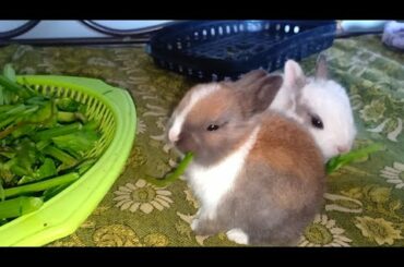 Cute Bunny||My Cute Bunnies Eating Spinach Leaves||King Parrots Ryk.