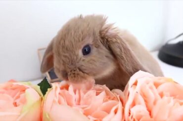 Funny and Cute Baby Bunny Rabbit Videos - Baby Animal Video Compilation