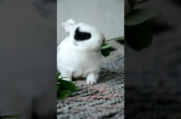 My cute bunny eating leave