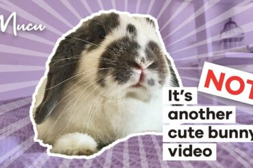 It's not another cute bunny video