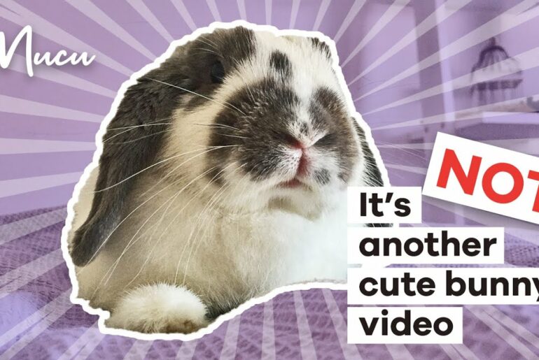 It's not another cute bunny video