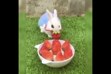 Check out these cute bunnies in this funny and cute bunny rabbit videos compilation!