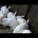 Funny and Cute Baby Bunny Rabbit Videos | Baby Rabbit Animal Video Compilation 2020
