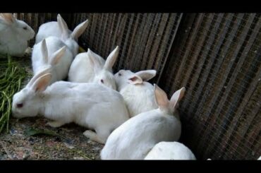 Funny and Cute Baby Bunny Rabbit Videos | Baby Rabbit Animal Video Compilation 2020