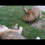 Cute Giant Rabbit Annoys the Cats