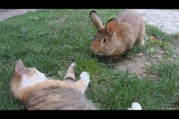 Cute Giant Rabbit Annoys the Cats