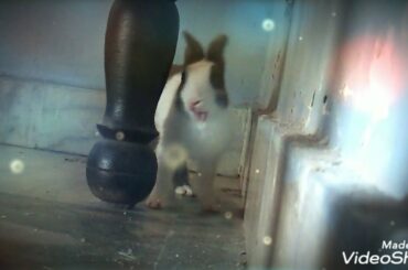 cute bunny yawning