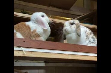 Buns of the day | Cute Rabbits Cute Bunny Video