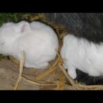 Adorable Newborn Baby Bunnies Eating Grass || Cute Rabbit Babies Sleeping And Eating Grass
