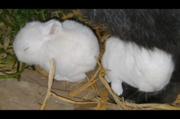Adorable Newborn Baby Bunnies Eating Grass || Cute Rabbit Babies Sleeping And Eating Grass