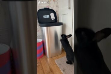 Cute Bunny Jumps Into Trash Can