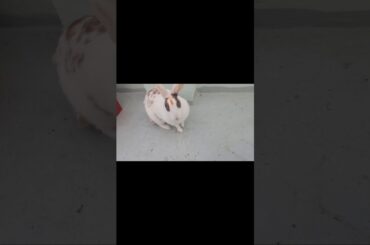 My Rabbit is Walking | Cute Rabbit | Pet Rabbit