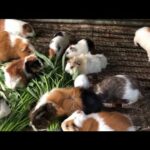 Baby Animal Video| Baby Rabbit Videos| Funny and Cute Rabbit| Part 2