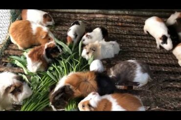 Baby Animal Video| Baby Rabbit Videos| Funny and Cute Rabbit| Part 2