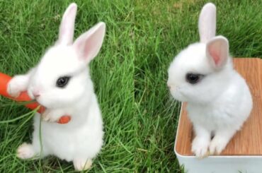 Funny And Cute Baby Bunny Rabbits Videos Compilation P #08 | Cute Rabbits Videos