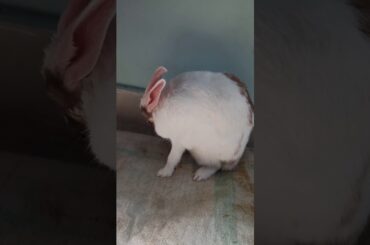My Rabbit is Cleaning Herself | Pet Rabbit | Cute Rabbit