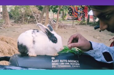 Cute Rabbit Eating