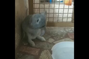 CUTE RABBIT Biting it's ears