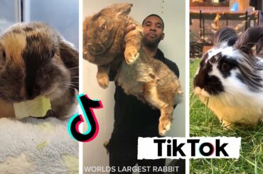 Funny and Cute Baby Bunny Rabbit Videos ~ Funny Petto