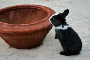 Cute bunny drinking water