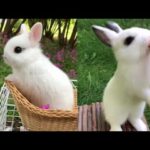 Funny And Cute Baby Bunny Rabbits Videos Compilation P #04 | Cute Rabbits Videos