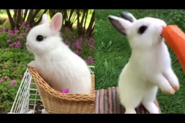 Funny And Cute Baby Bunny Rabbits Videos Compilation P #04 | Cute Rabbits Videos