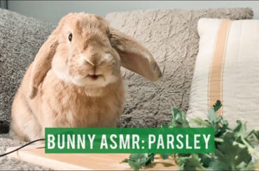 Bunny ASMR: Cute Rabbit Eating Crunchy Food Parsley | Basil the Minilop