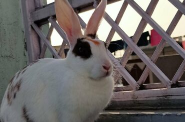 RUNNING RABBIT | CUTE RABBIT | INDIAN RABBIT