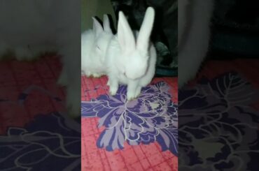 cute rabbit