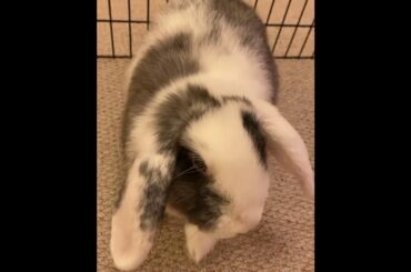 we still gots our yummy treatos eveyday | Cute Rabbits Cute Bunny Funny Video Compilation #Shorts