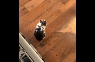 Any one bunny be like this | Cute Rabbits Cute Bunny Funny Video Compilation #Shorts