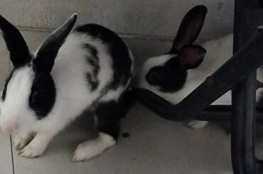 Cute rabbit loves digging #shorts