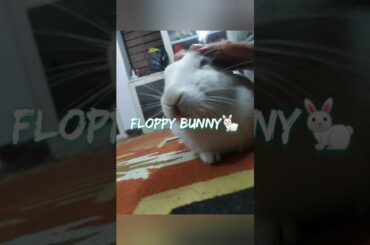 watch cute rabbit flopping:-)
