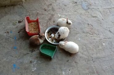 Cute Bunny Funny Video ||Baby Bunny Video ||Rabbit Baby Cute Mini Kitten Ryk.