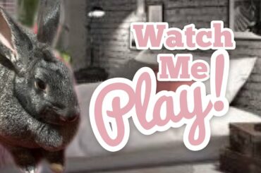 A CUTE BUNNY - Meet Hopps - A Continental Giant Rabbit