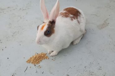 My Rabbit is Eating Wheat | Cute Rabbit | Pet Rabbit