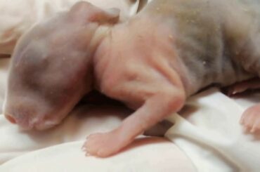 I lost my cute bunny